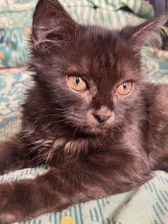 Brown Kitten