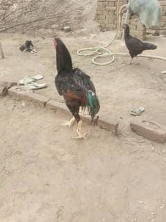 Asseel