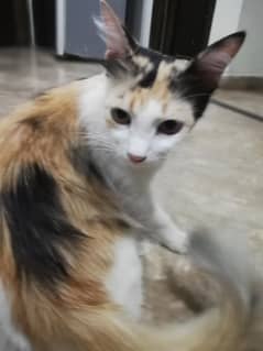 Persian Cat For Sale