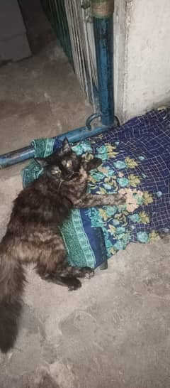 female parcion cat for sale.