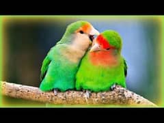 Lovebirds