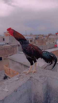Aseel