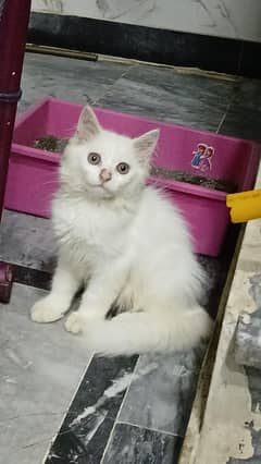 pure Persian cat