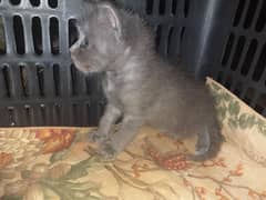 kittens pair
