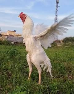 shamo aseel/high qulity white shamo/thai aseel for sale