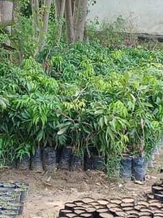 lychee available