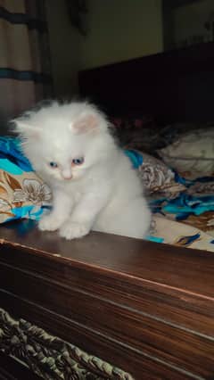 Elegant Persian Kitten For Sale.