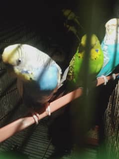 parrots
