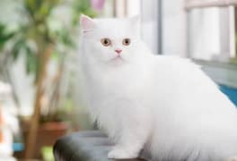 Persian Cat Pure