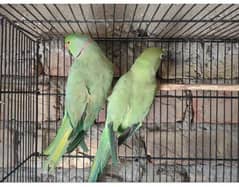 ringneck peair big size