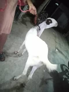 Pure Gulabi 6 daanth