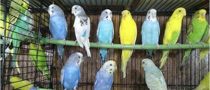 Australian parrot