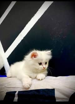 Persian