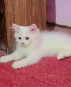 Male Persian Kitten For Sale