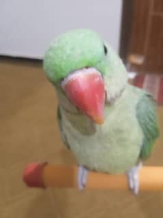 Kashmir raw parrot 