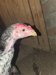 Aseel chicks pair 3 month age For Sale