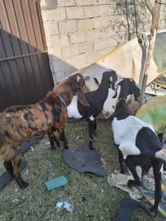 goats for sale