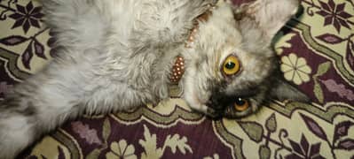 white gray cat for sale