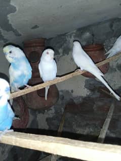 Australian pareots sale