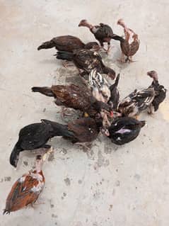 Aseel chicks for sale