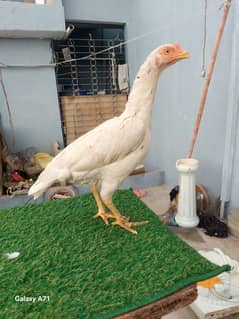 Aseel Heera Female  And Chicks Available Hain
