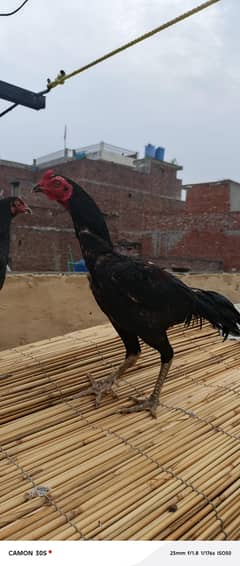 Burmi X murga for sale