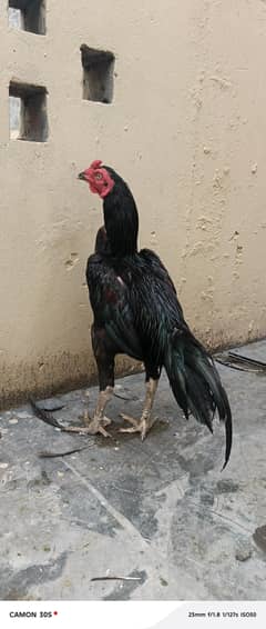 Burmi X murga or murgia or heera patha or burmi chicks for sale