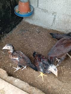 amroha aseel chicks / Aseel / اصیل / Amroha aseel chicks for sale