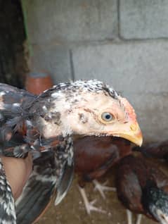 amroha aseel chicks / Aseel / اصیل / Amroha aseel chicks for sale