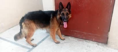 long coat German Shepherd