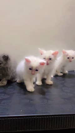 white Persian Kitten For Sale - Male , Female - 1 Month
