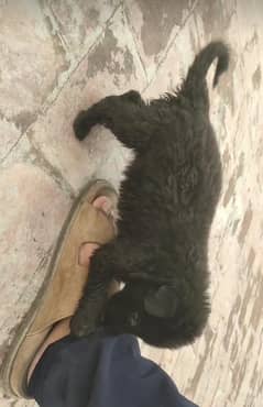 black Shepard puppy