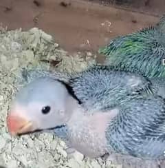 Kashmiri Raw Chick