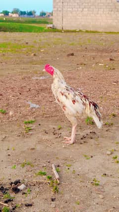 Aseel Bird exchange to 3 Desi Fresh egg lying Hens