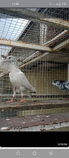 prwazi pigeon pathy pathiyan for salr