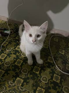 Persian kitten