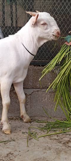Gulabi Tedda Breeder For Sale