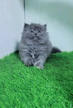 PERSIAN