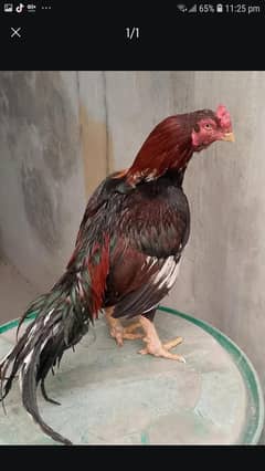 Breeder Miawalia