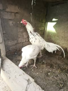 Aseel chicks Aseel rosters