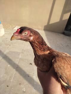 pure miawali