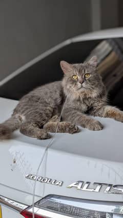 Persian triple coat male train