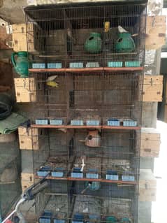 love birds setup for sale
