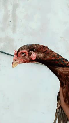 pure lakhi aseel murgi proper breed urgent sale