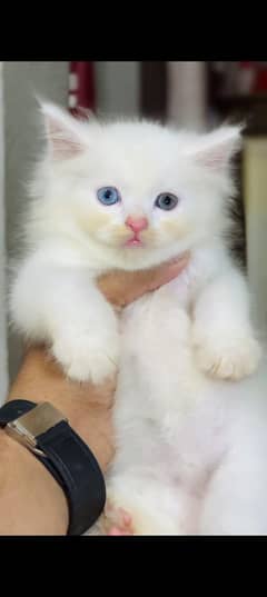 Parsian Cat 3 coat breed