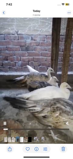 Peacock pathy