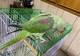 Kashmiri Raw parrot for sale
