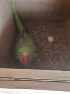 Raw parrot breeder female