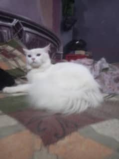 Persian cat vaccinated and age is 6 month