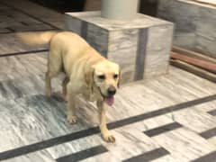 Labrador female